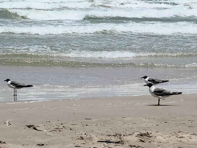 Corpus Christi, TX